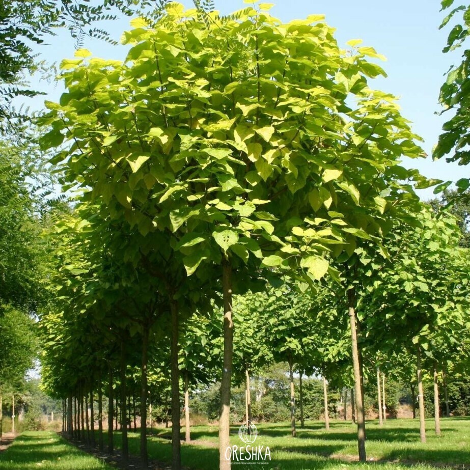 Seeds of Catalpa bignonioides (Catalpa bignonioides) — 20 pcs