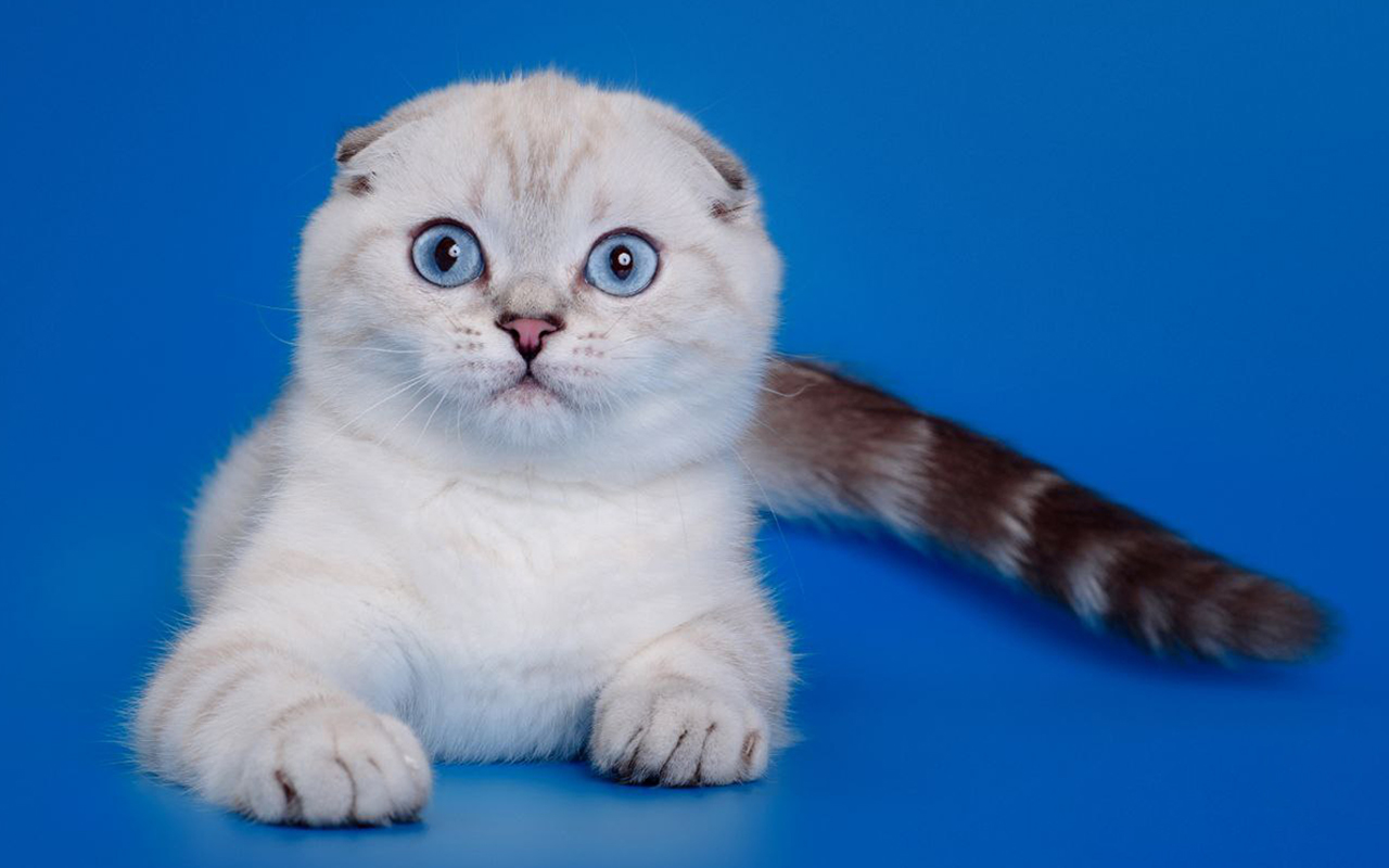 Породистая кошка, скоттиш фолд, питомник шотландских котят