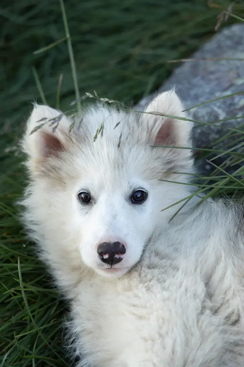 A playful Greenland sled dog puppy resting in the grass near an Inuit settlement in East Greenland. Meeting these iconic Arctic working dogs is one of the most memorable experiences of a small-group sailing expedition through Greenland's remote coastal communities.
