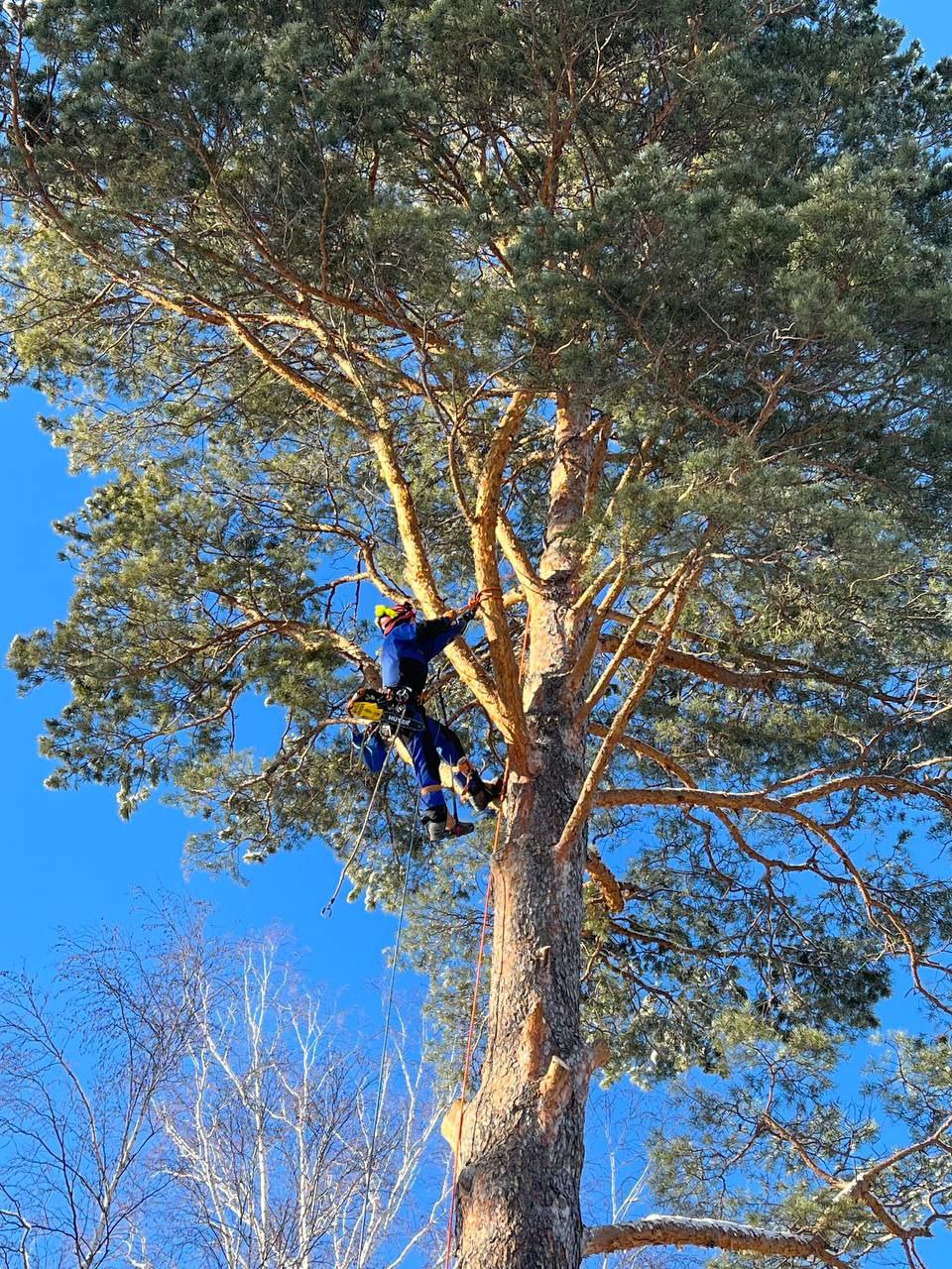 арборист спиливает дерево
