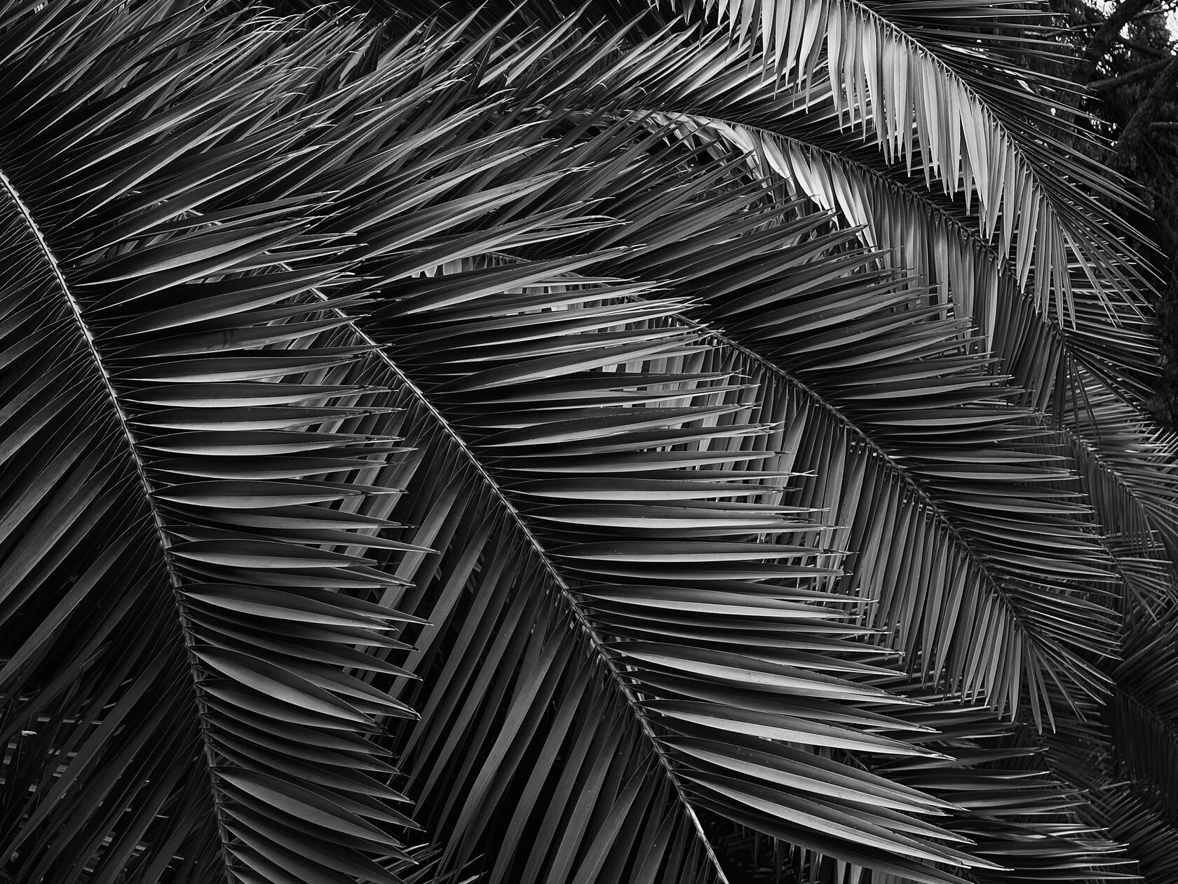 мобильный фотограф