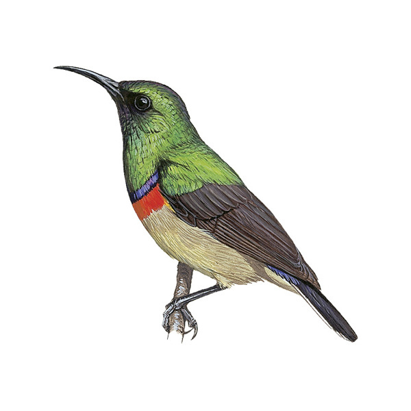 Марунгская нектарница (Cinnyris prigoginei)