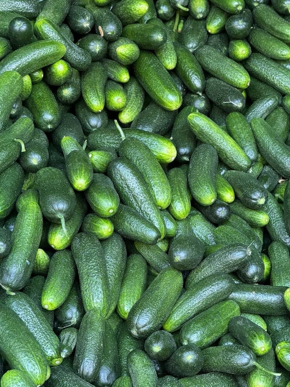 Огурцы
