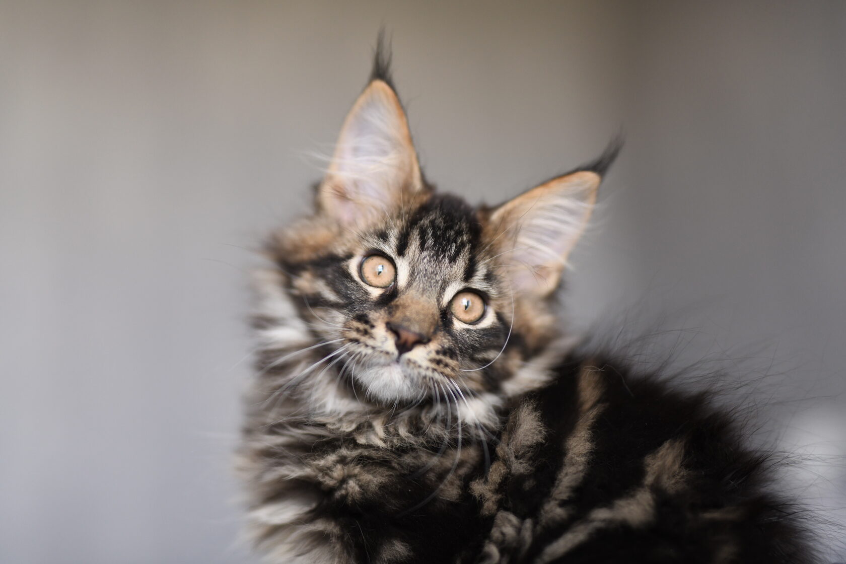 мейн кун рыжий котенок 6 месяцев. мэйкун 3 месяца фото. кун волгограде. мейн кун рыжий. кун волгограде.