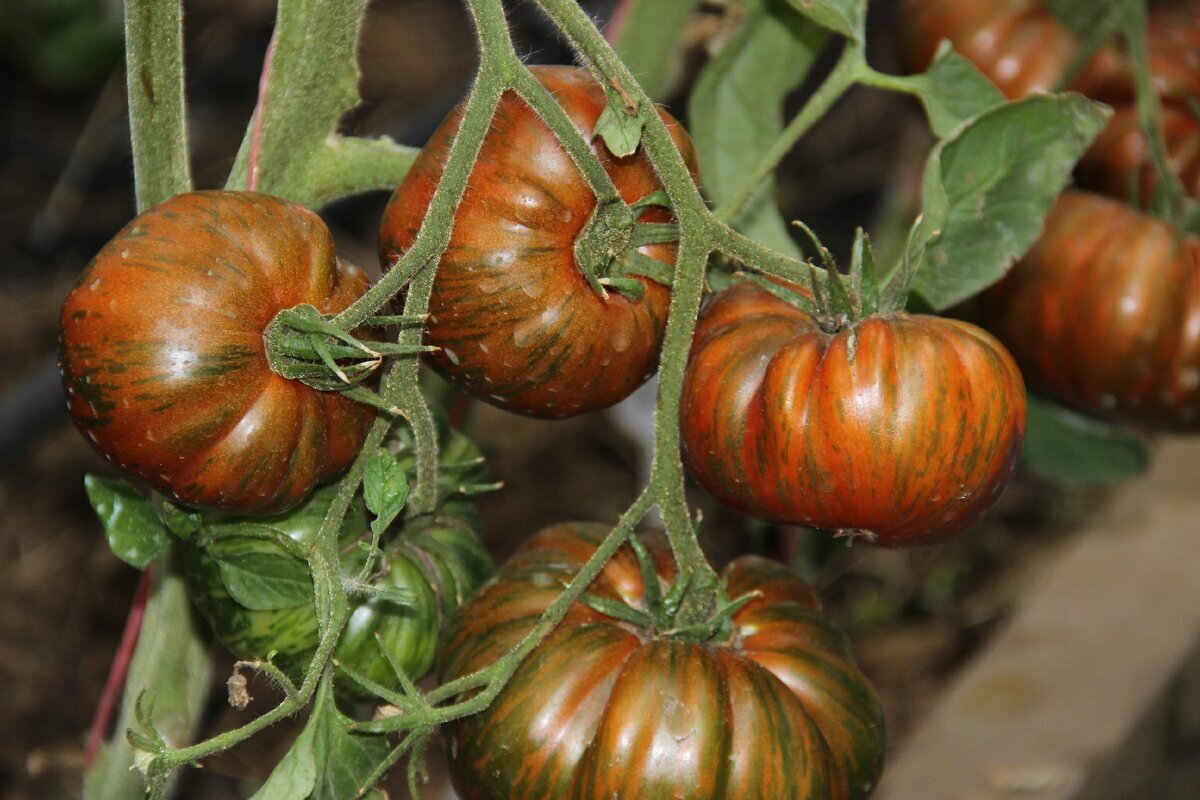 Добрый день, дорогие садоводы и огородники! Я очень люблю выращивать томаты. Каждый год высаживаю много разных новинок сортов и гибридов, примерно около ТРЁХСОТ корней.-4