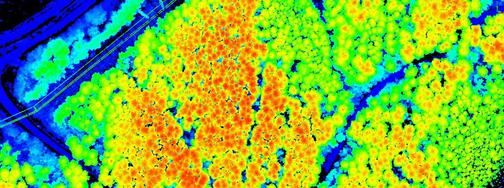 Подеревная съемка