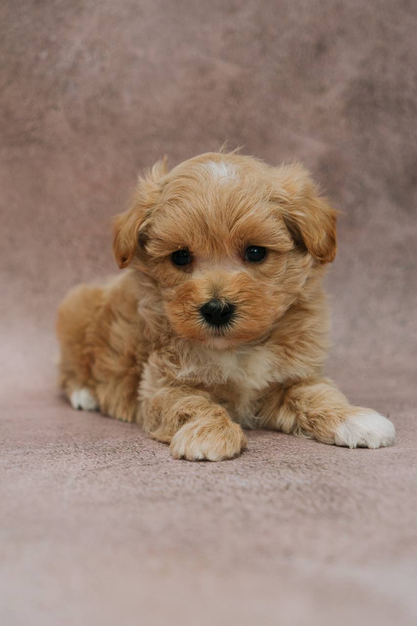 мальтипу, maltipoo, мальтипу фото, мальтипу цена, купить мальтипу, щенок мальтипу, щенки мальтипу, maltipoo puppy, maltipoopuppy, мальтипу ф1, мальтипу ф2, мальтипу мини, мальтипу стандарт, окрасы мальтипу, красный мальтипу, мальтипу ред браун, карамельны