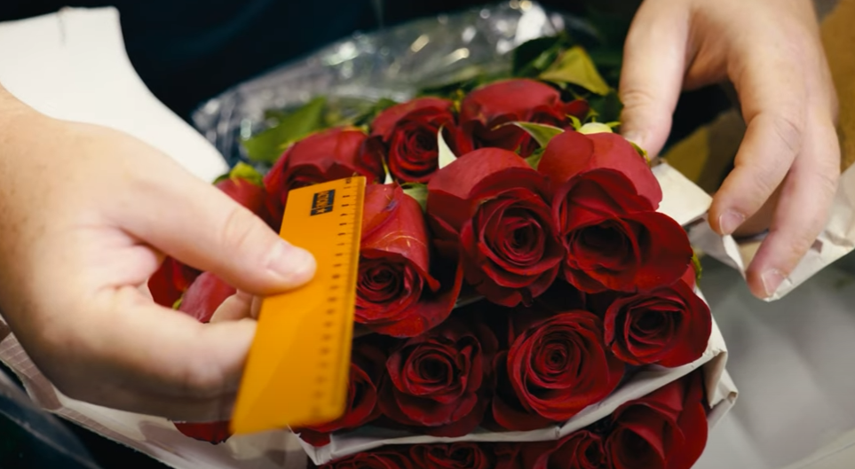 Розы Freedom от плантации Conflor