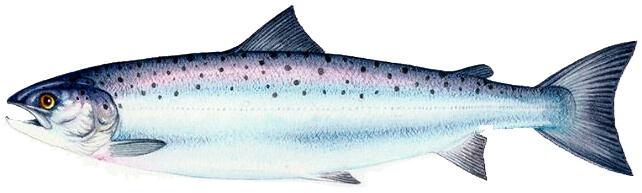 взрослая самка лосося узв акваферма