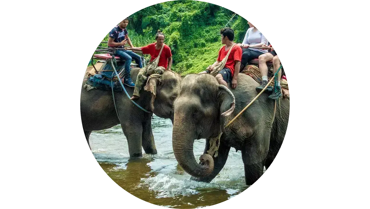 Экскурсия на слонах - фото