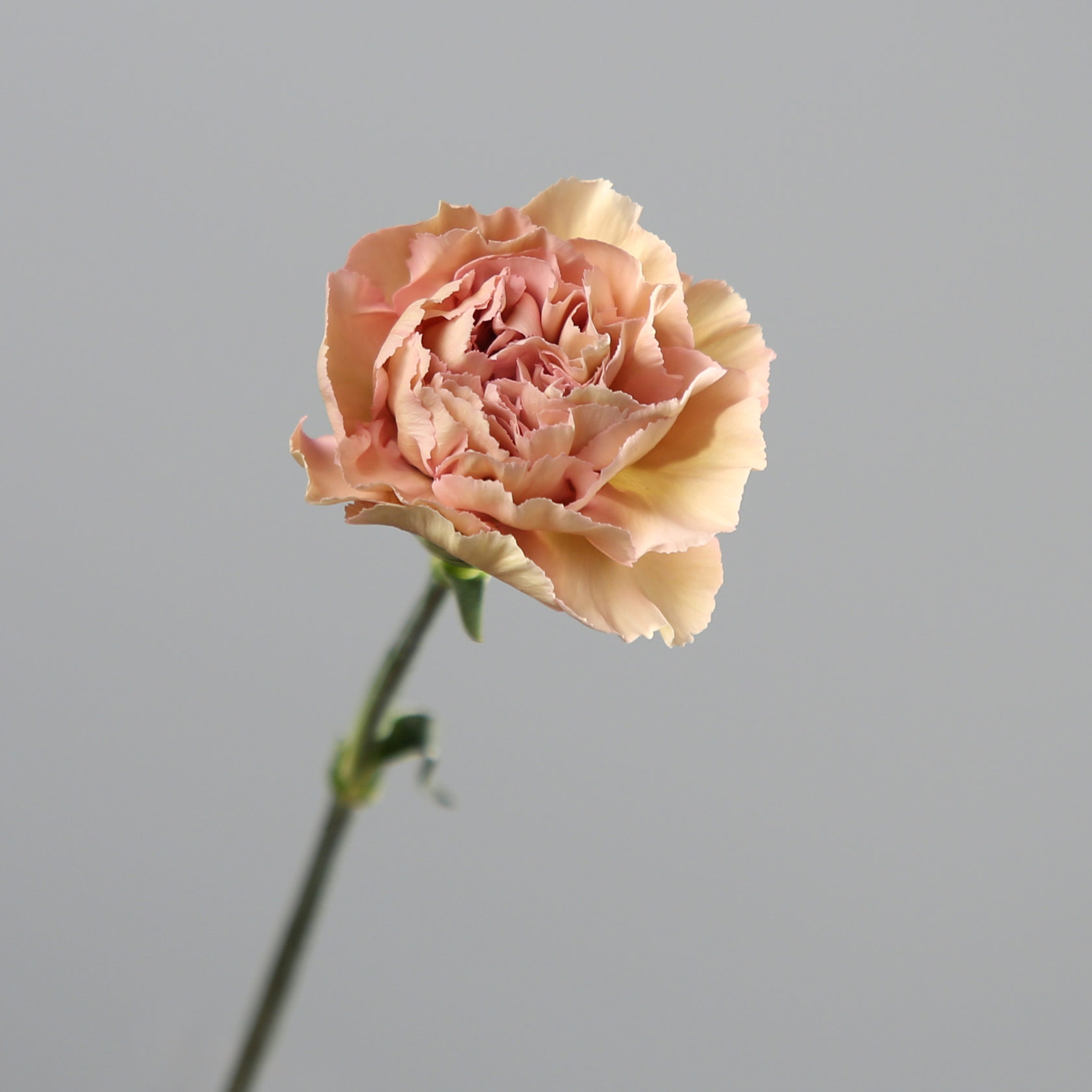 Гвоздика Карамель - Carnation Caramel