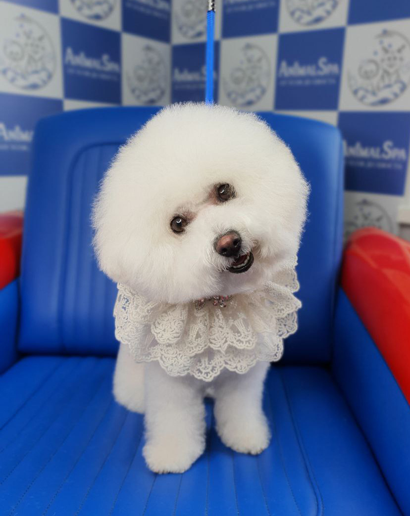 Стрижка бишона фризе на Новой Риге - услуги и цены на груминг в Animal SPA