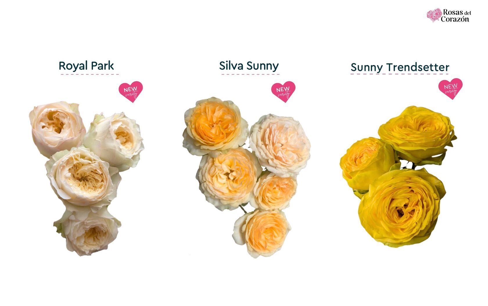 Royal Park, Silva Sunny, Sunny Trendsetter
