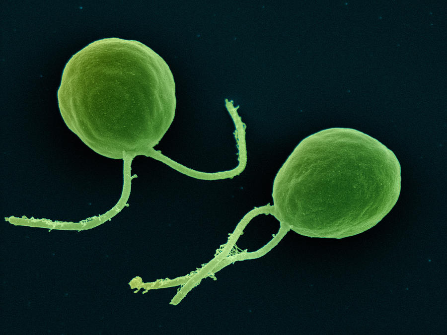 Органы одноклеточных водорослей. Одноклеточная водоросль хламидомонада. Зелёные водоросли хламидомонада. Водоросль хламида Монада. Одноклеточные водоросли хламида.