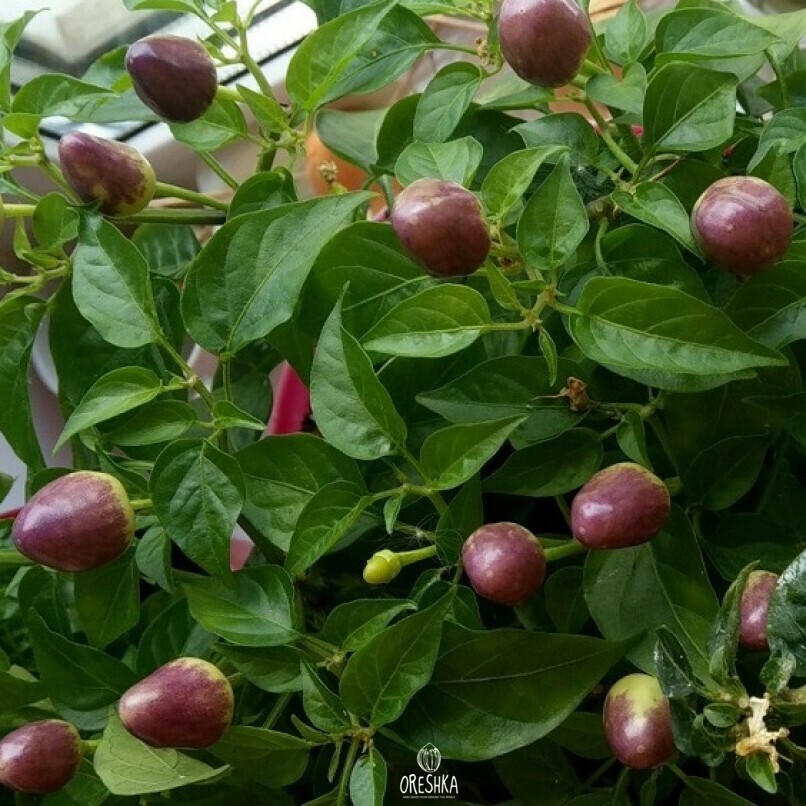 Seeds of Hot pepper Sirius (Capsicum)