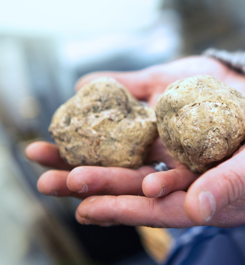 Морской трюфель. Tartufo трюфель. Трюфель пьемонтский.
