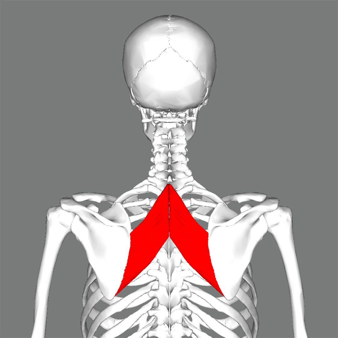 Rhomboid Major мышца