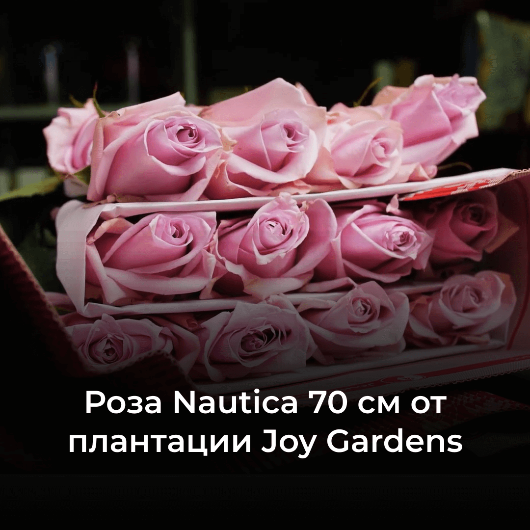 Роза Nautica 70 см от плантации Joy Gardens: обзор цветов из Эквадора