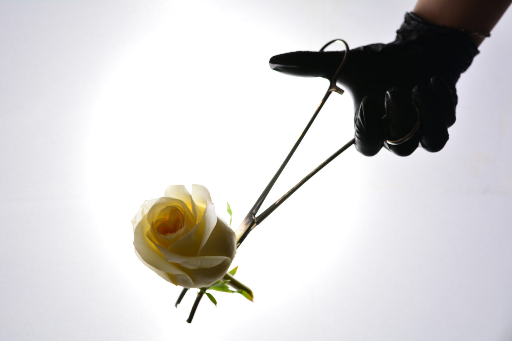 фото на котором стоматологический держатель держит розу