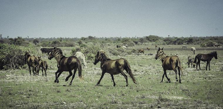 Free-ranging horses crossing the open ground of Delft Island in Sri Lanka's Northern Province