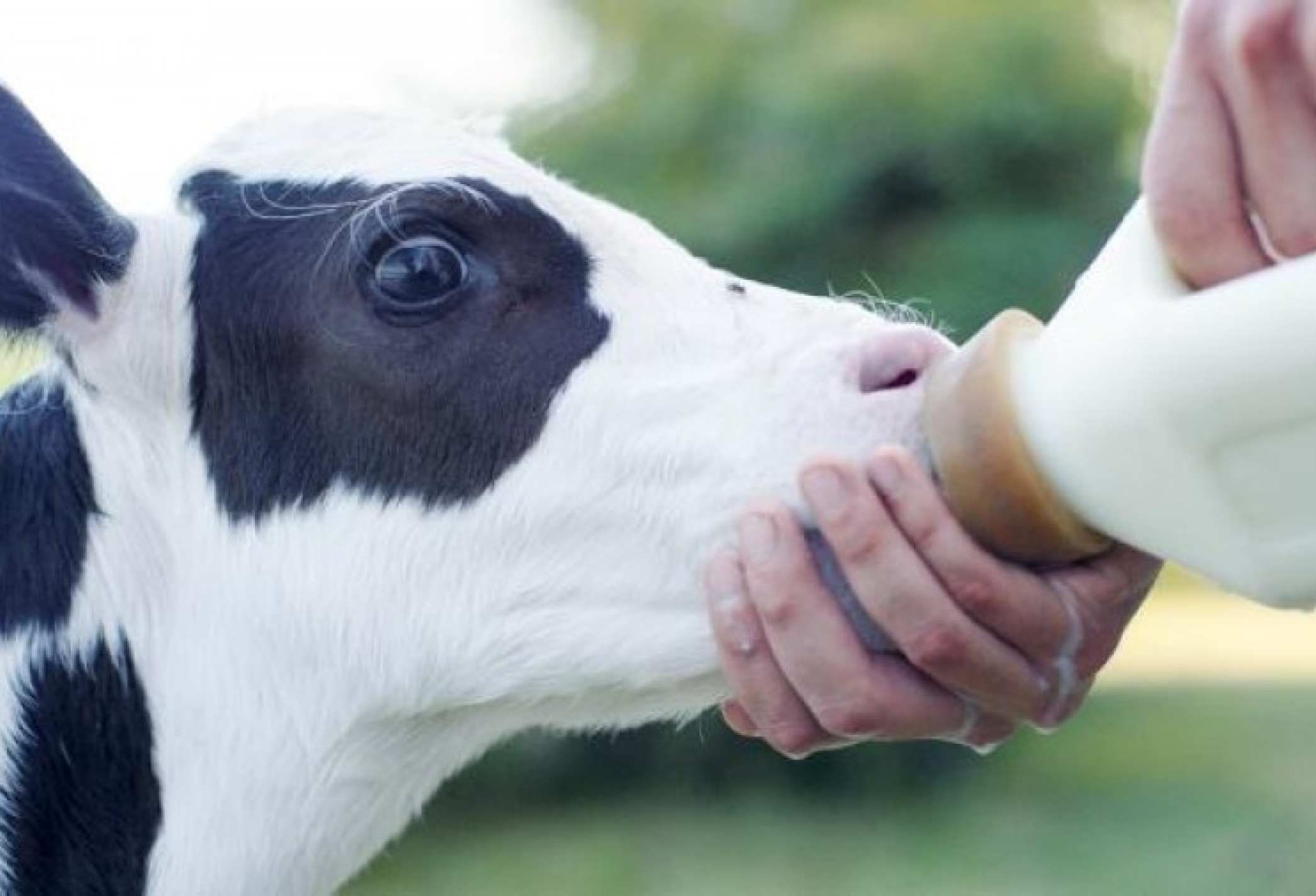 Животные пьют молоко. Телята молочники. Теленок пьет молоко. Кормление телят молозивом. Теленок пьет молоко из бутылки.