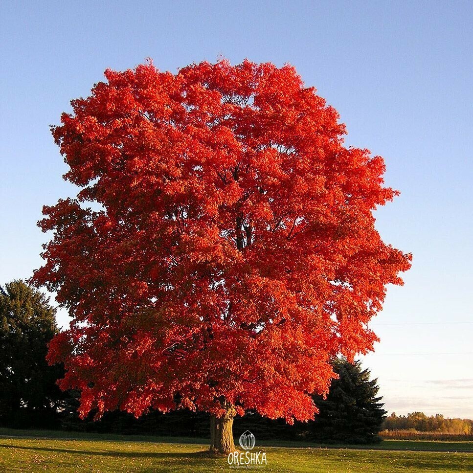 Northern red oak forest autumn scarlet canopy Canada