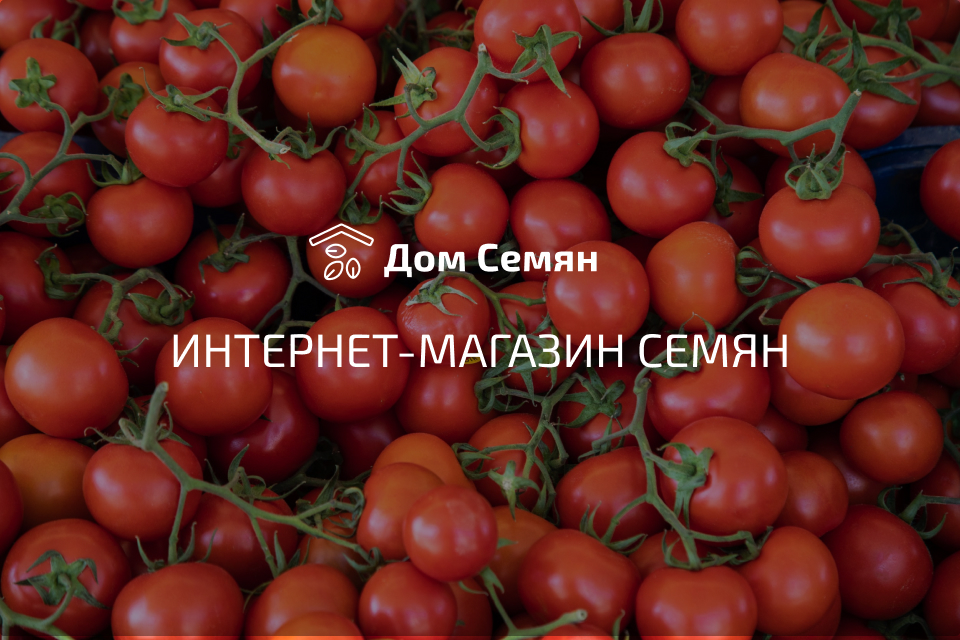 Редкие и коллекционные сорта томатов, овощей, цветов купить в интернет ...