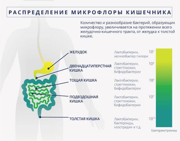 Микрофлора кишечника презентация