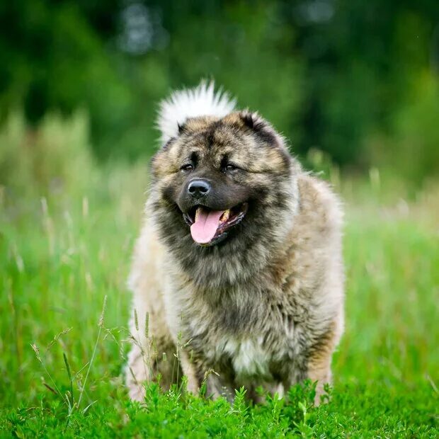 Кавказская овчарка фото взрослой собаки