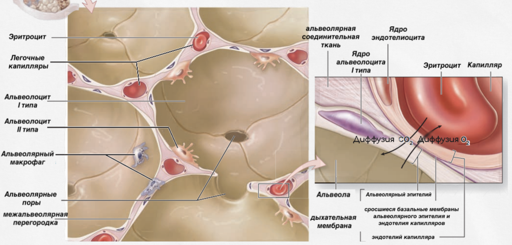Аэрогематический барьер | Sechenov Universkill