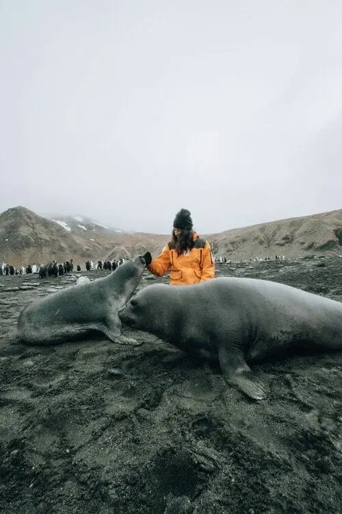 Дикая природа Антарктики: пингвины и тюлени