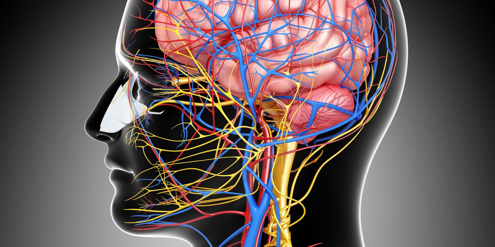 Nervous system brain. Нервная система. Мозг и нервная система. Нервы человека.