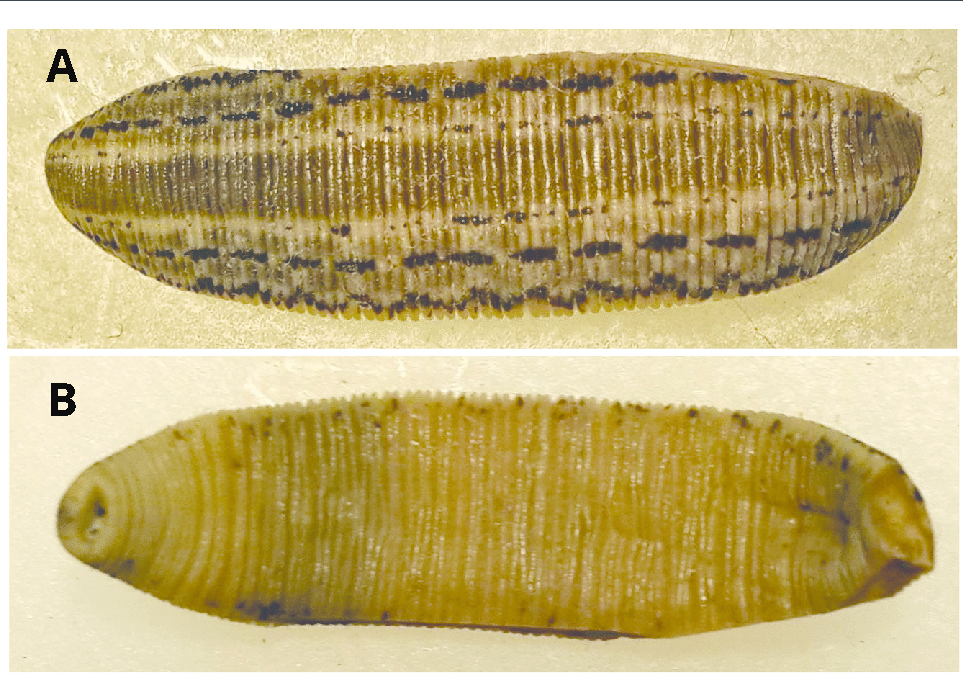 Hirudo sulukii Saglam, Saunders, Lang & Shain, 2016