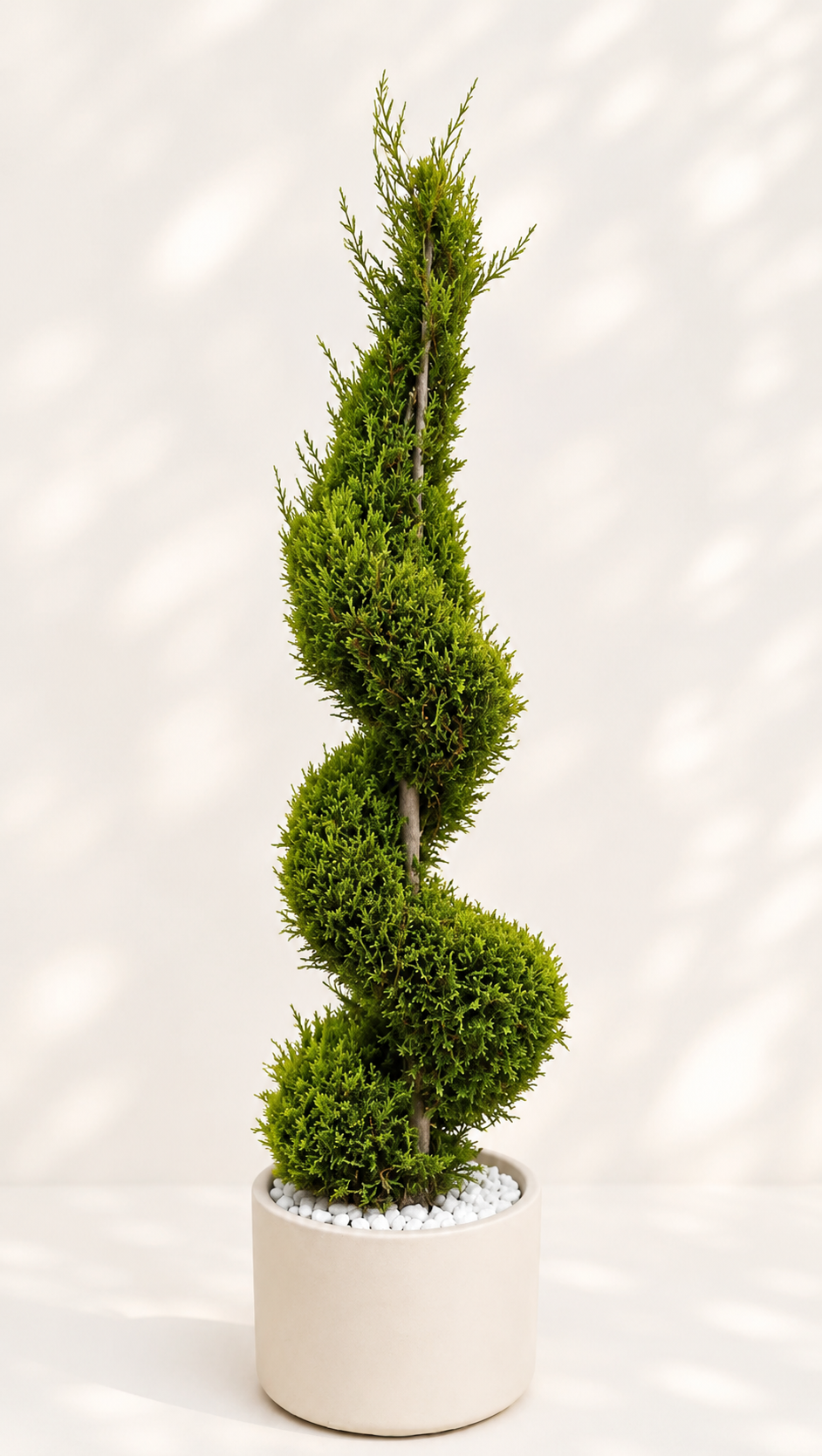 Cupressus sp. spiral