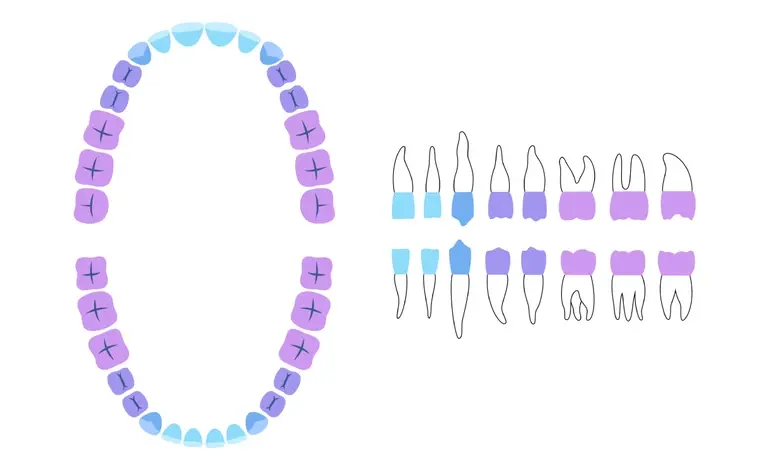 Зубная формула схема шпаргалка