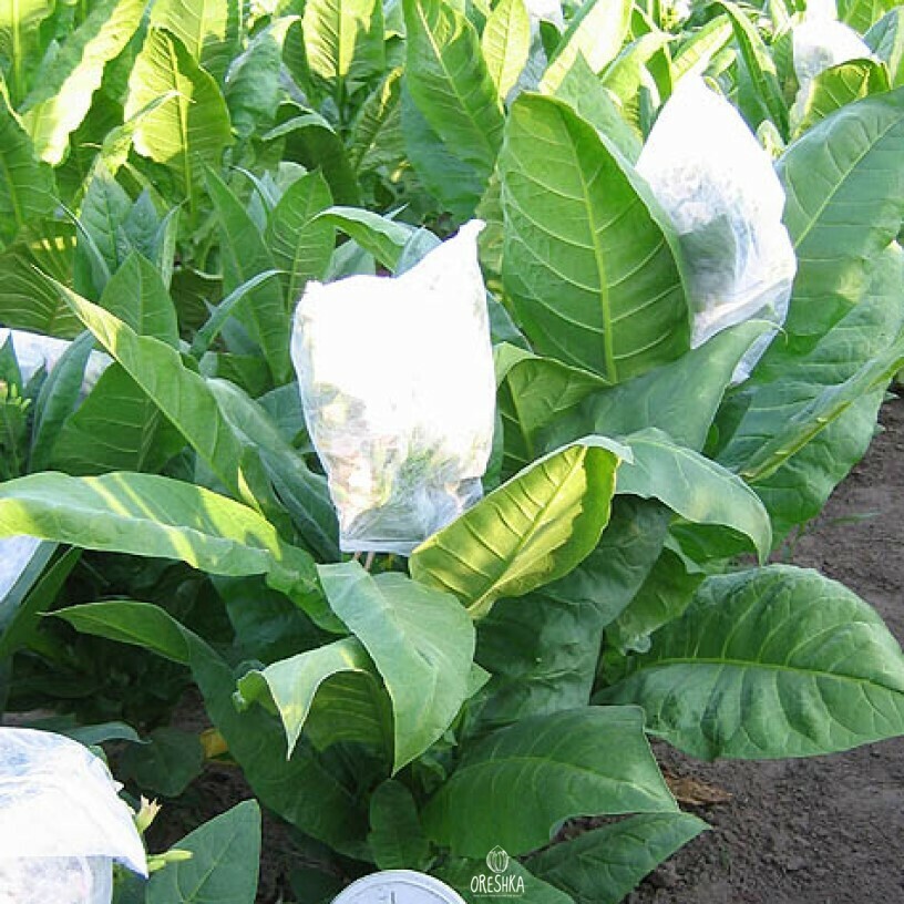 Seeds of Tobacco simox (Nicotiana tabacum) — 300 pcs