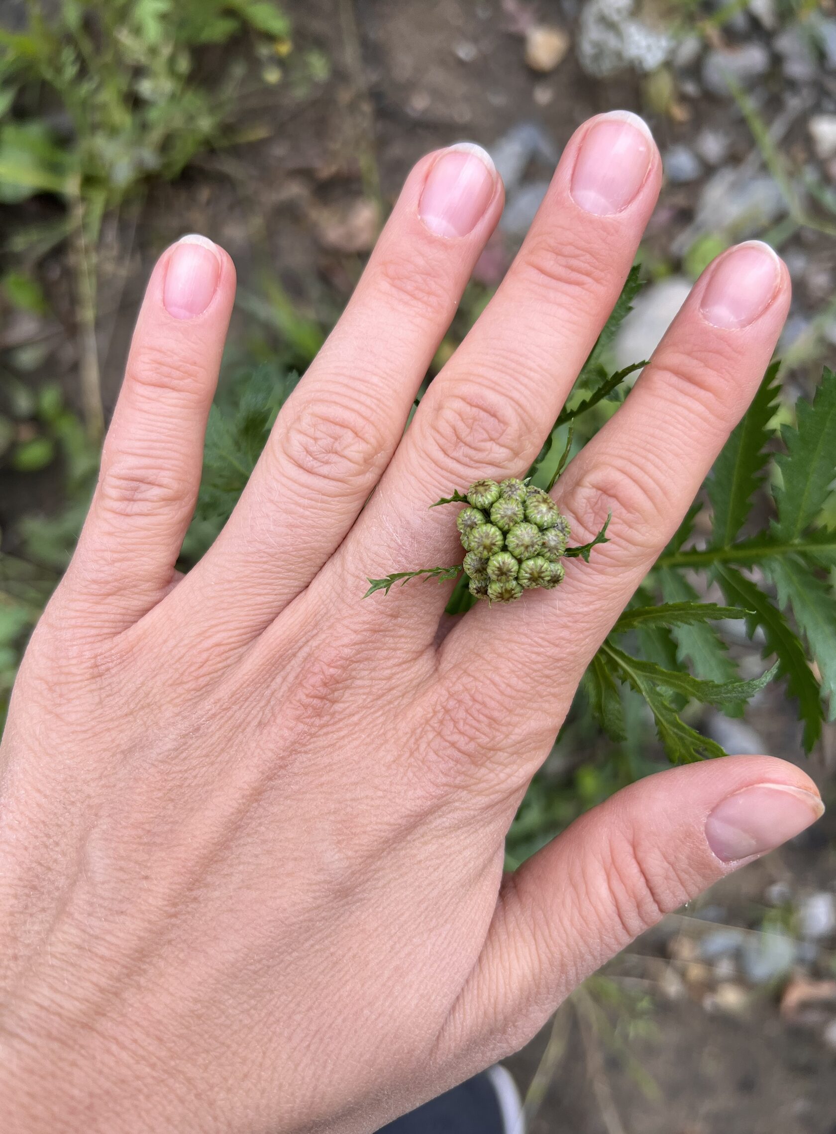 Пример наблюдения за природой от «Ека Кома»