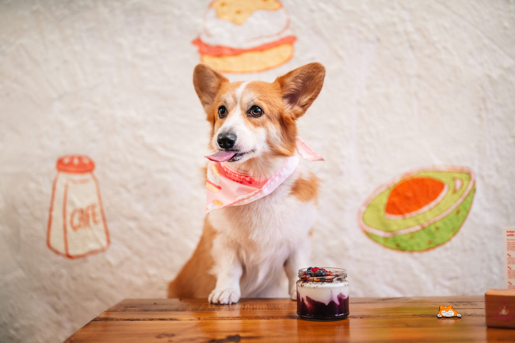 Dog-friendly café in Barcelona — a corgi sitting at a table in Corgi Café