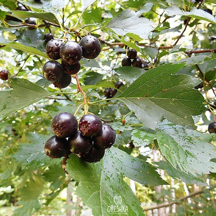 Seeds of Hawthorn Almaty (Crataegus almaatensis) — 30 pcs