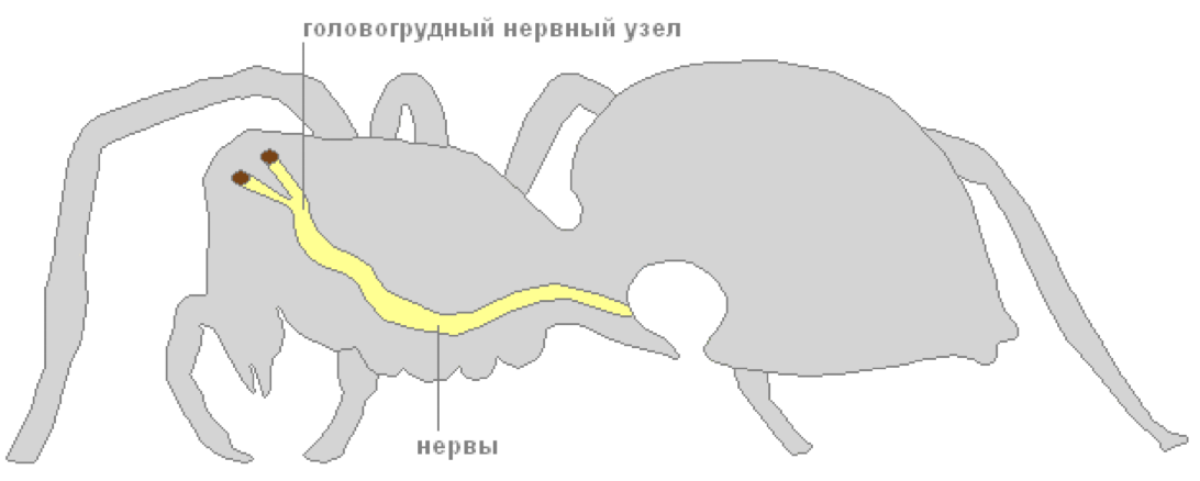 Нервная система паукообразных. Нервная система паука крестовика. Нерв система паукообразных. Строение паукообразных нервная система.