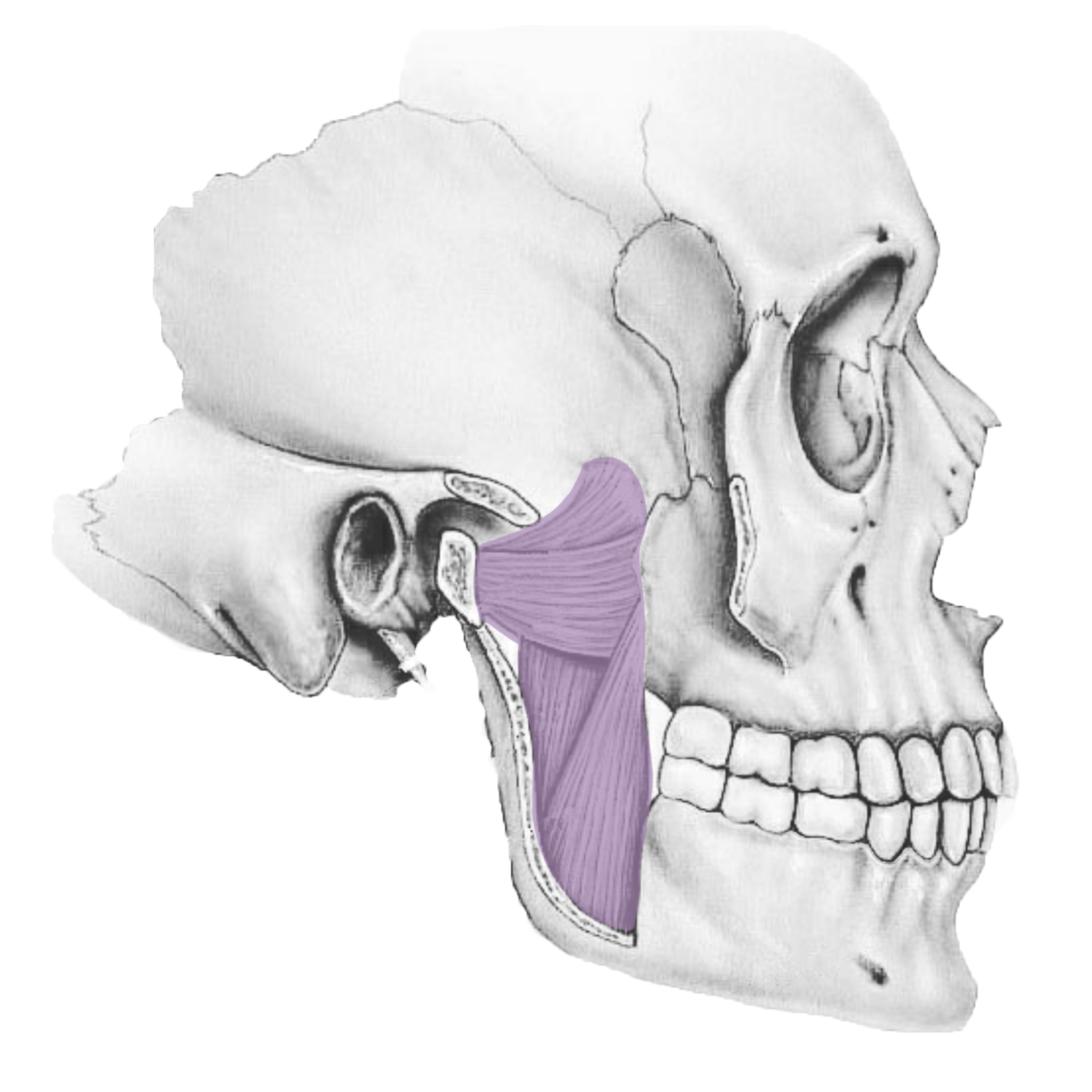 Intraoral (Jaw) massage