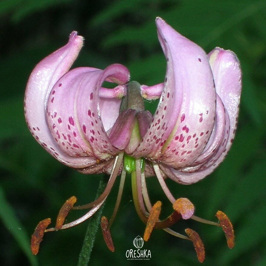 Lilium martagon wild Turk's Cap Lily Ural mountains seeds