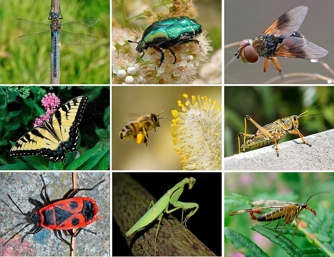 Юные натуралисты в поисках насекомых
