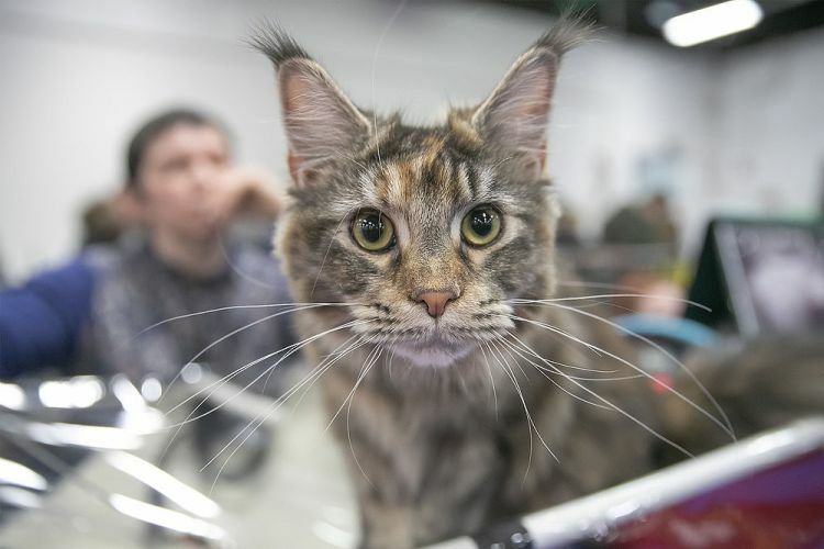 Новости: Выставка самых милых кошечек и котов в Москве