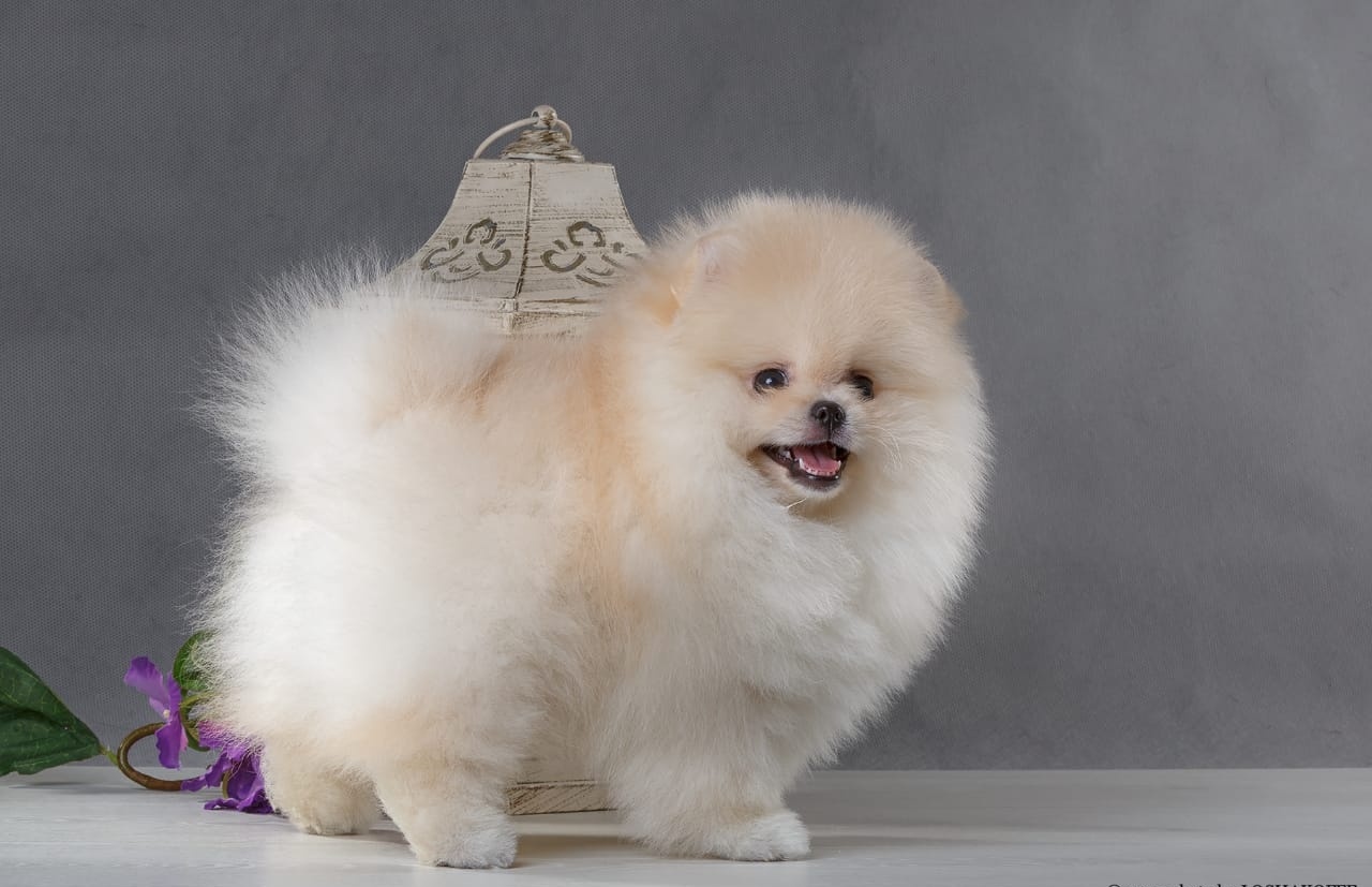 Teacup Pomeranian puppies in Miami for sale