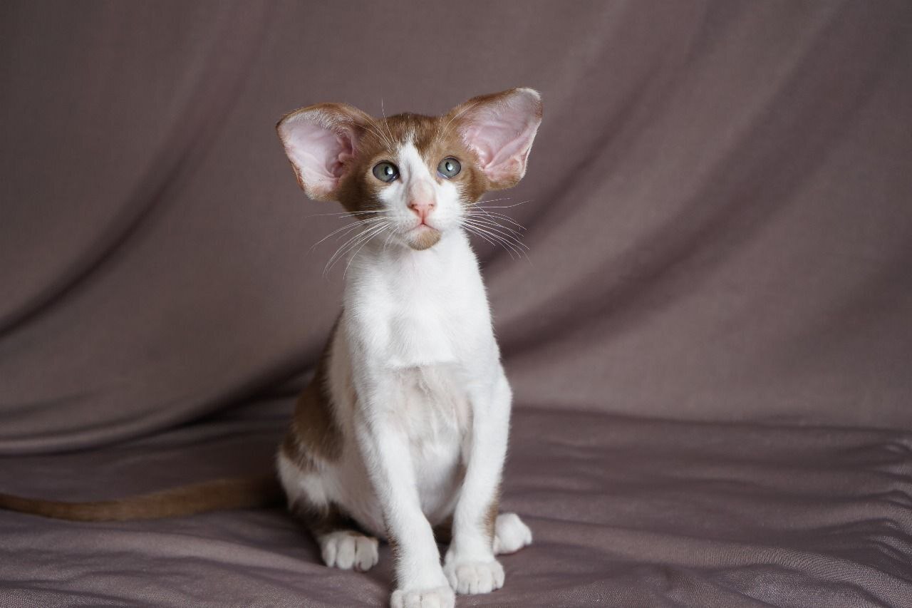 Кошка питомника Anna's Angel's сидит в картонной коробке, демонстрируя типичное поведение, связанное с чувством безопасности и охотничьими инстинктами.