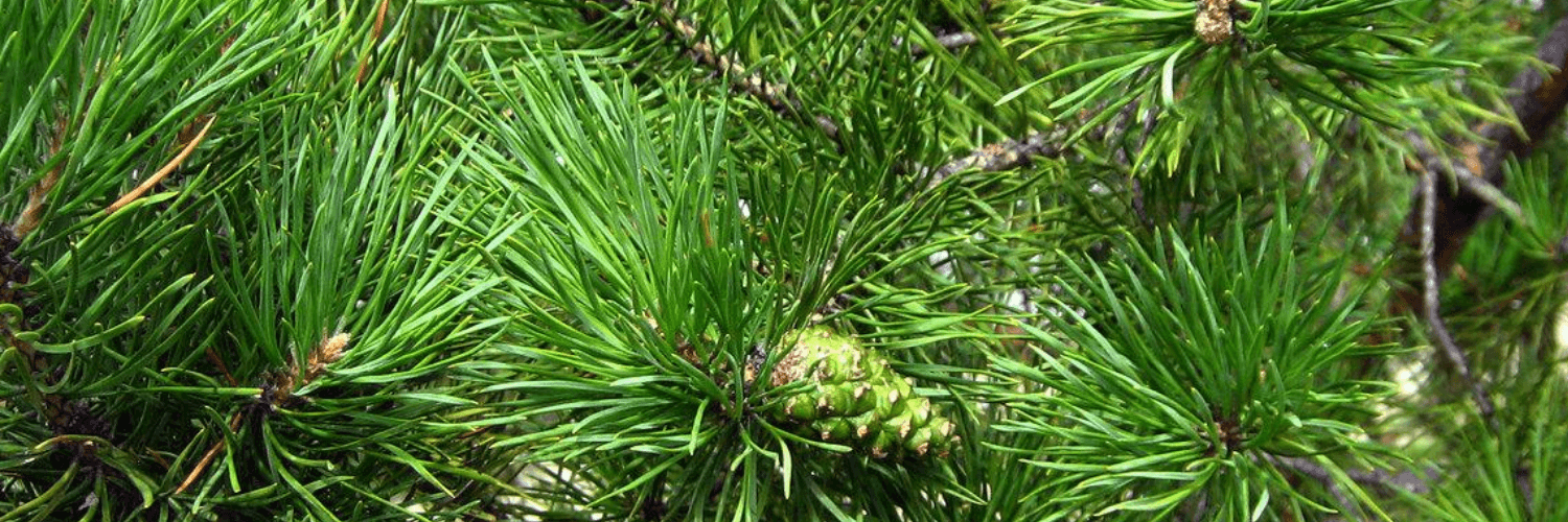 Бонсай хвойное живое дерево купить с доставкой в Москве