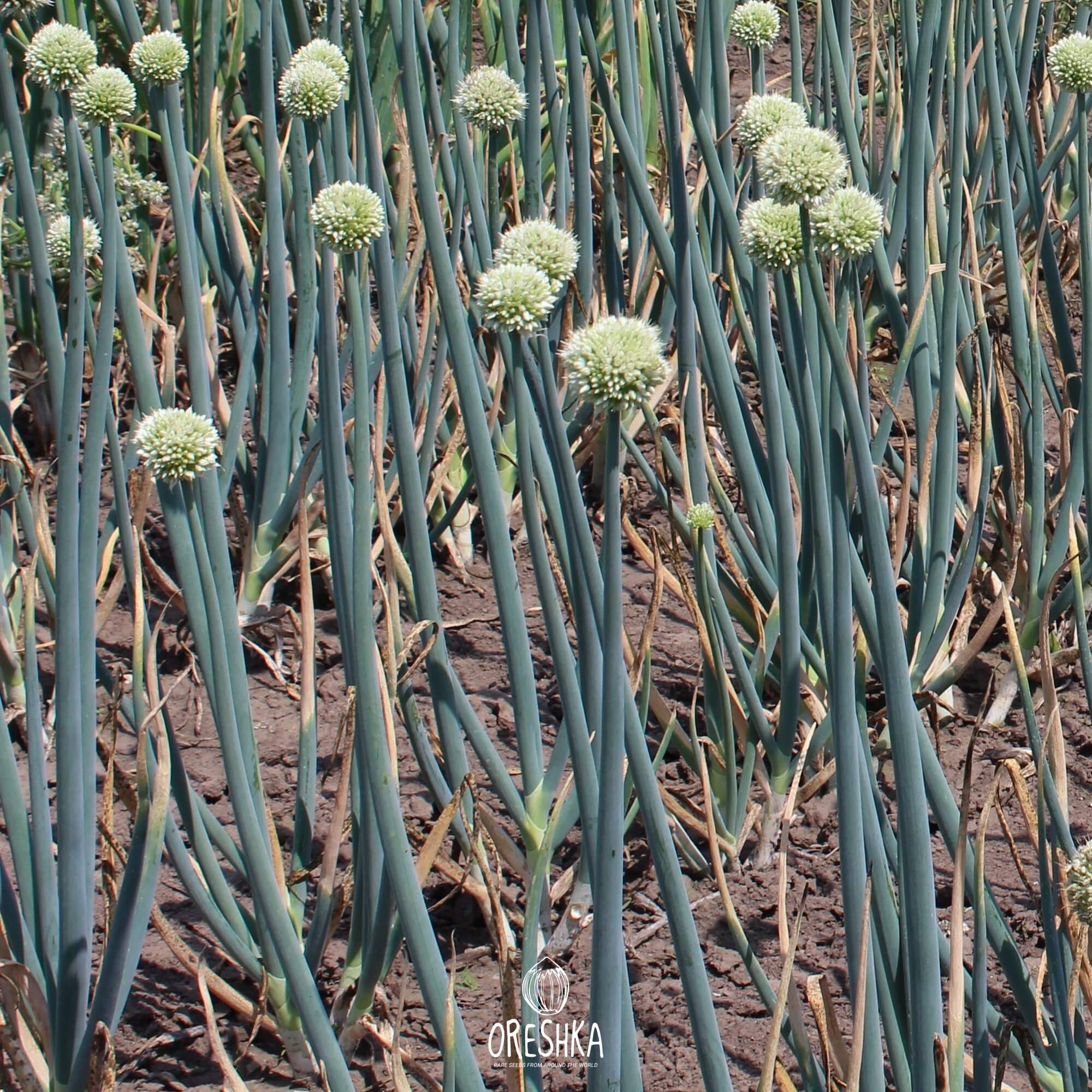 Seeds of Welsh onion (Allium fistulosum) — 50 pcs