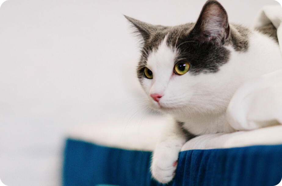 Матрасы для аллергиков