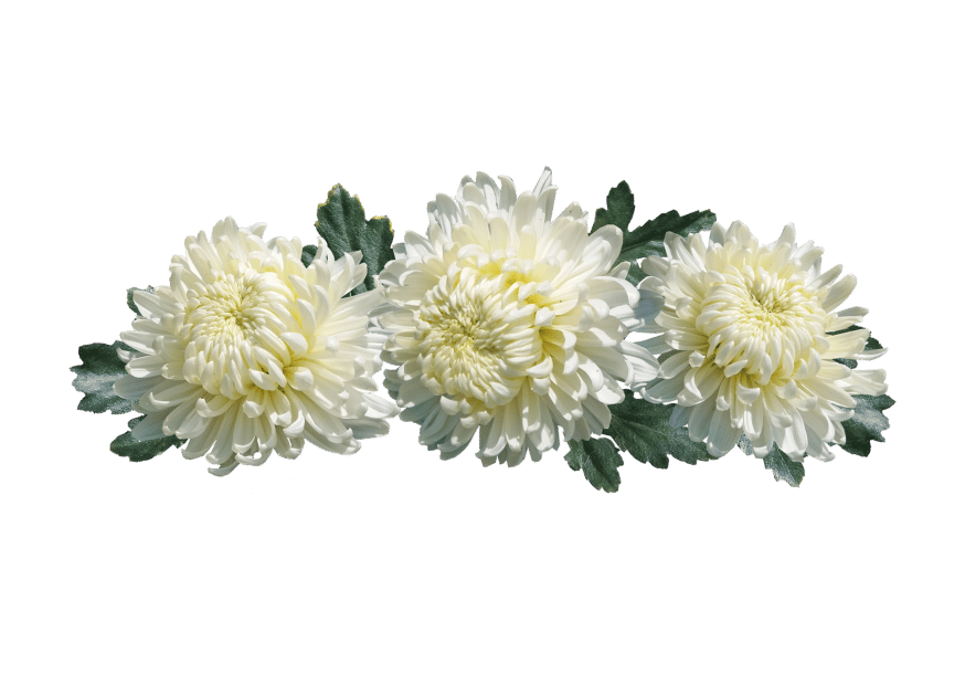 chrysanthemum